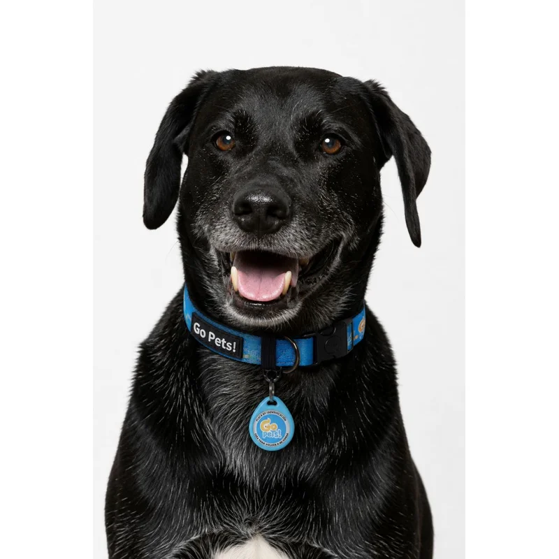 PET - ID + Collar (Talla M-L)
